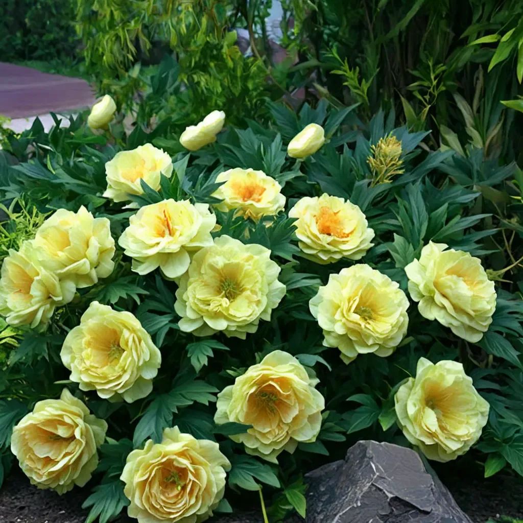 Paeonia lactiflora 'Bartzella'