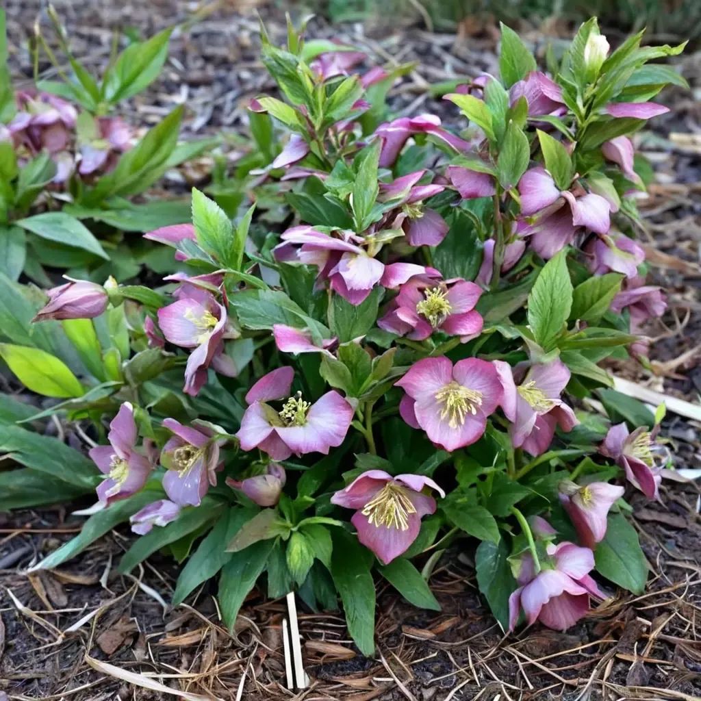 Helleborus x hybrida