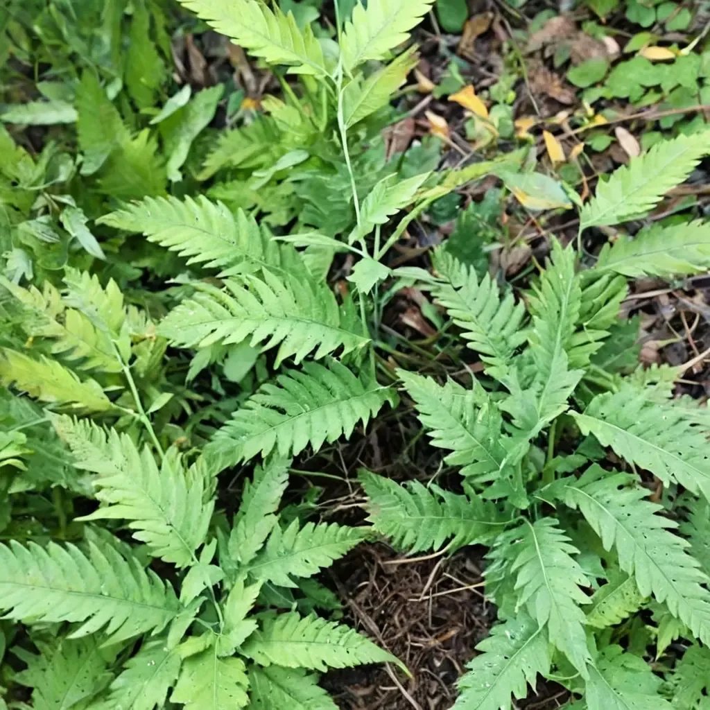 Dryopteris corymbifera