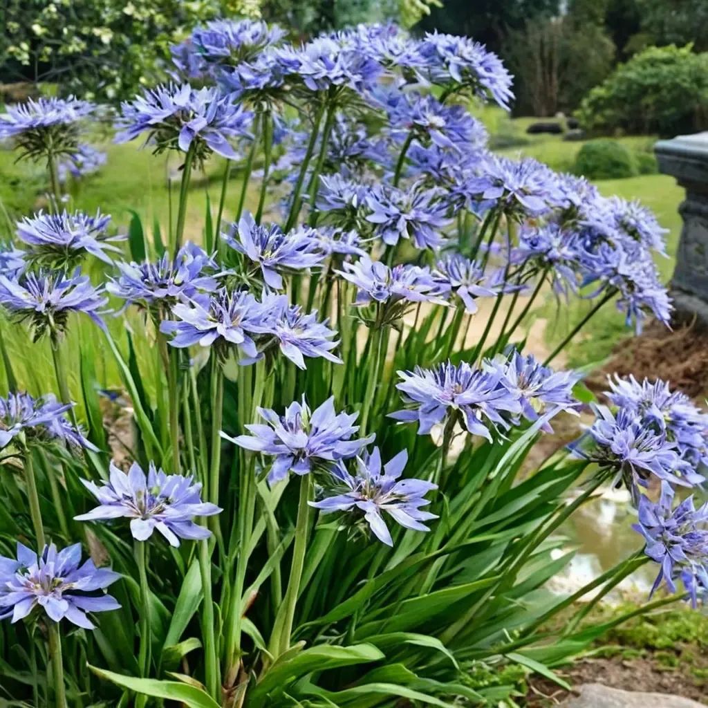 Agapanthus africanus