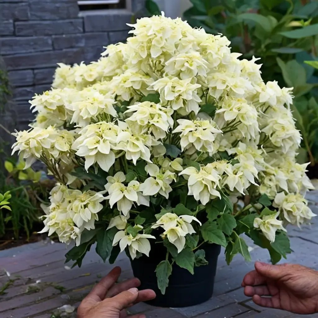 Hydrangea macrophylla 'Skyfall'