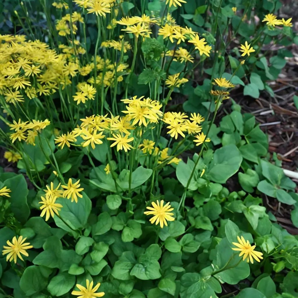 Packera aurea 'Golden Ragwort'