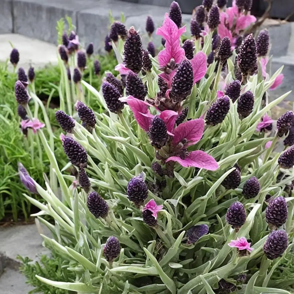 Lavandula stoechas 'Anouk'
