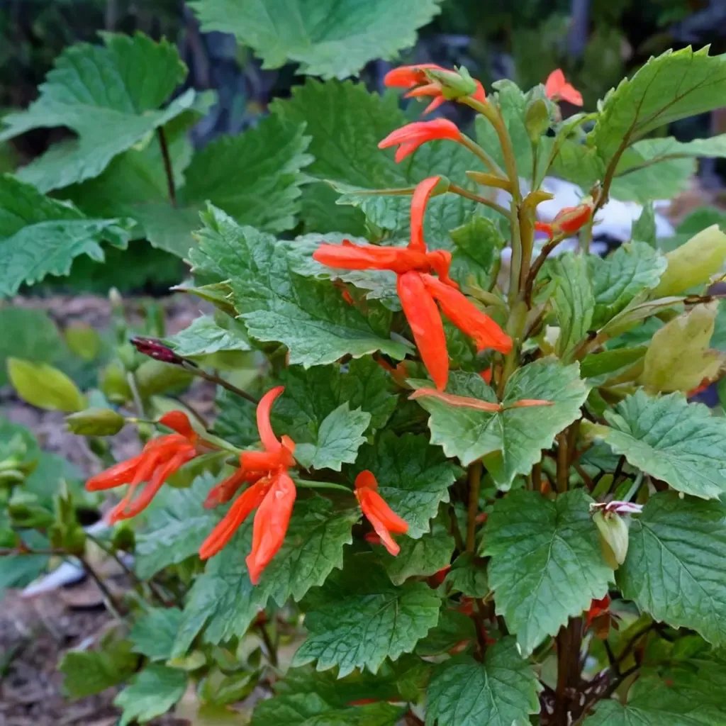 Salvia regla 'Jame'