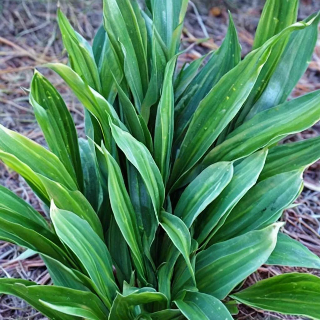 Aspidistra molendinacea 'Skin Tight Green Jeans'