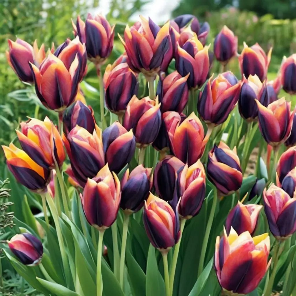 Tulipa tulipa 'Slawa'