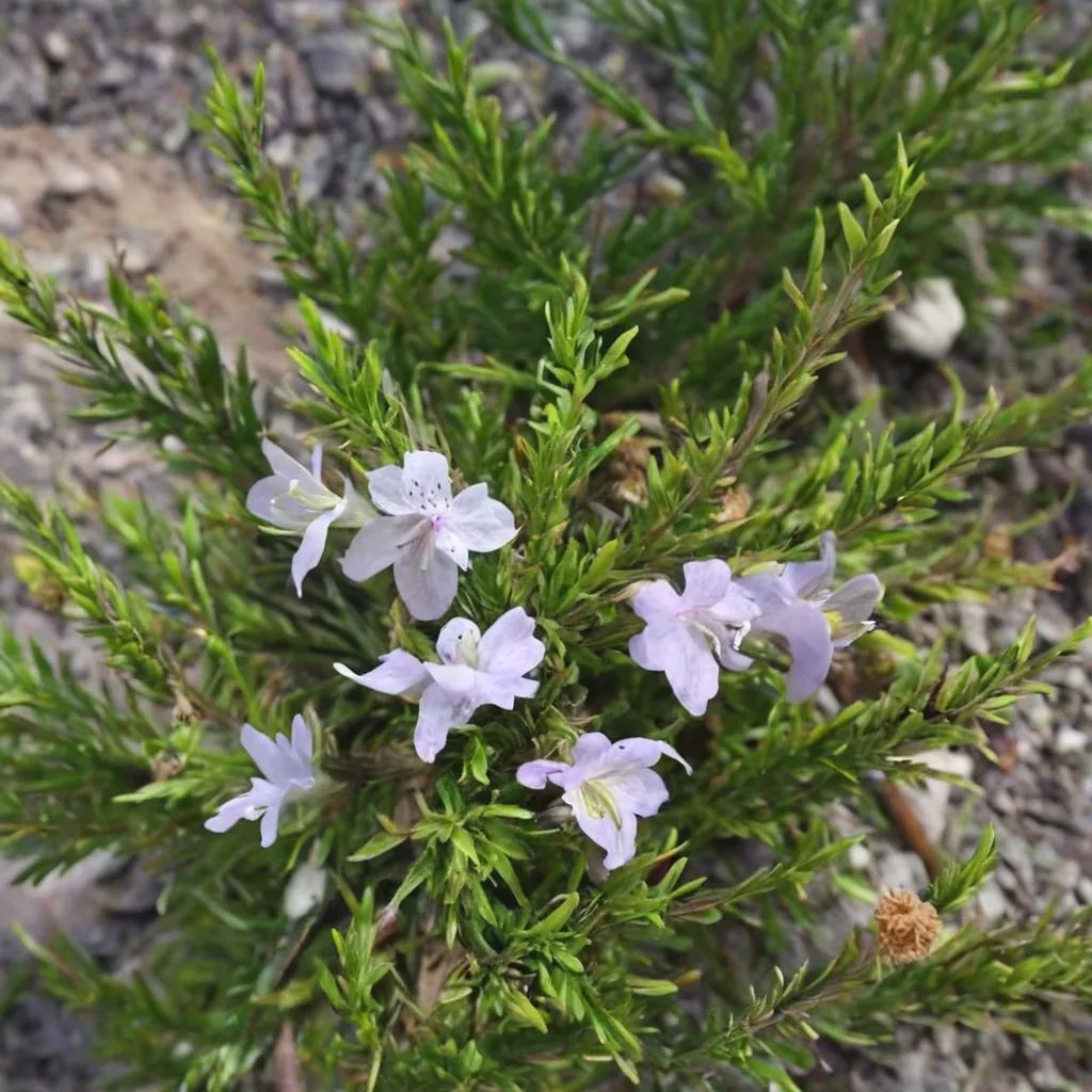Conradina glabra 'Torreya Dwarf'