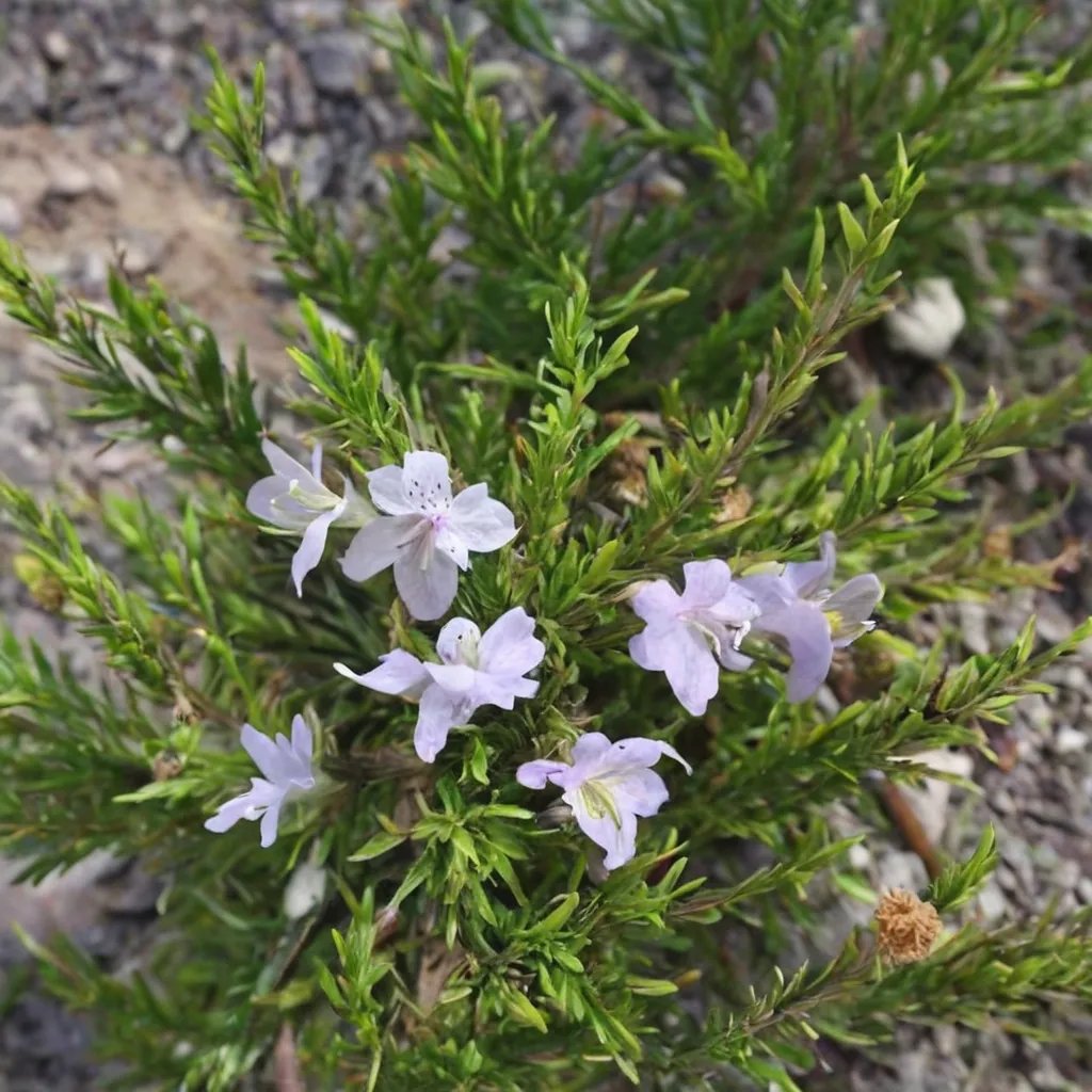 Conradina glabra 'Torreya Dwarf'