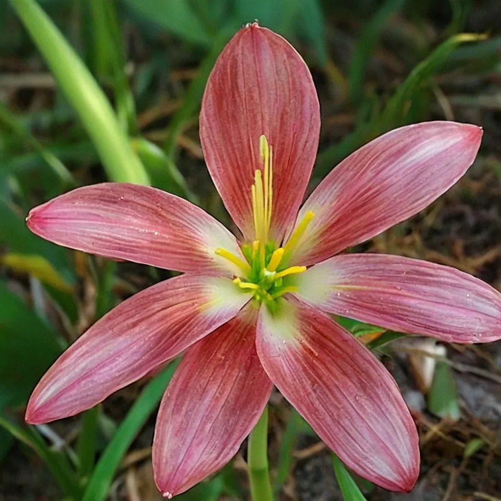 Zephyranthes x hybrida 'South Pacific'