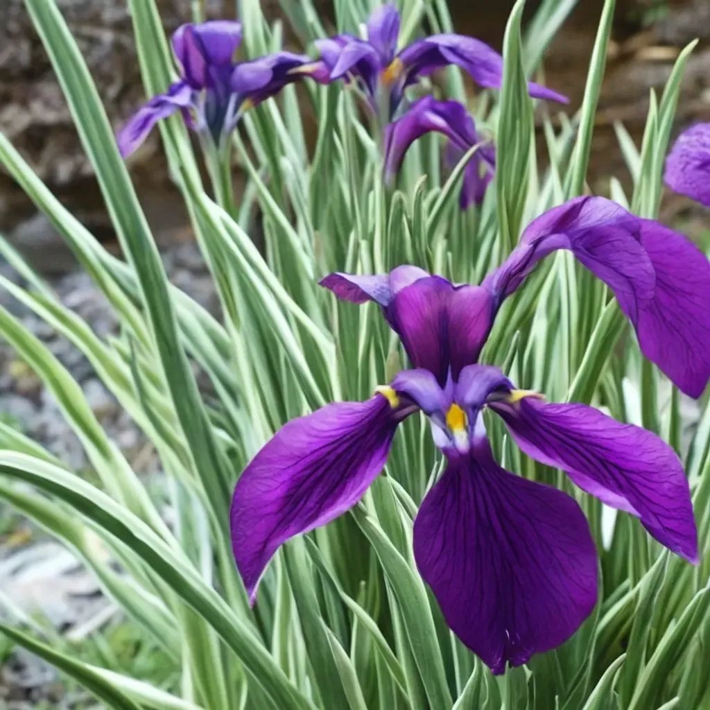 Iris ensata 'Silverband'
