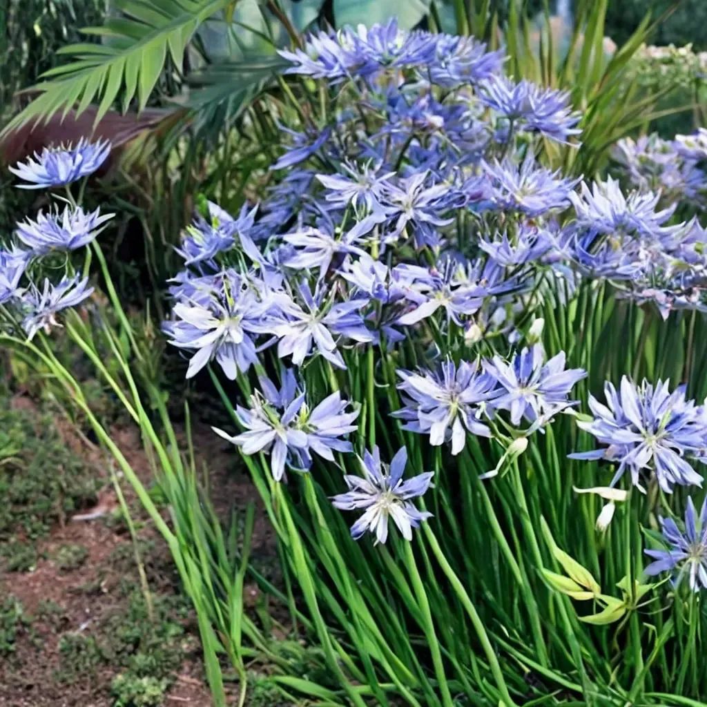 Agapanthus praecox 'Peter Pan'