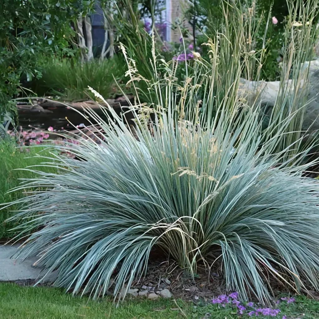 Helictotrichon sempervirens