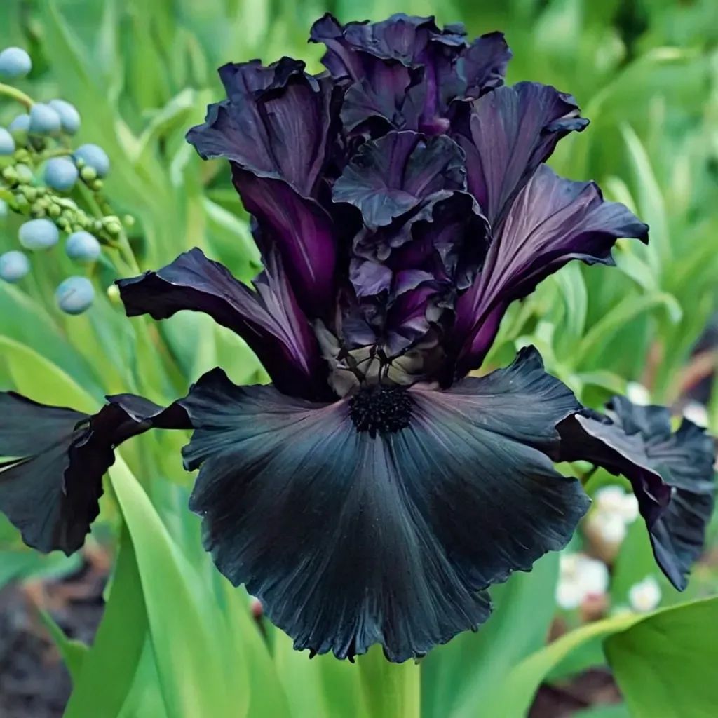 Iris x germanica 'Black is Black'