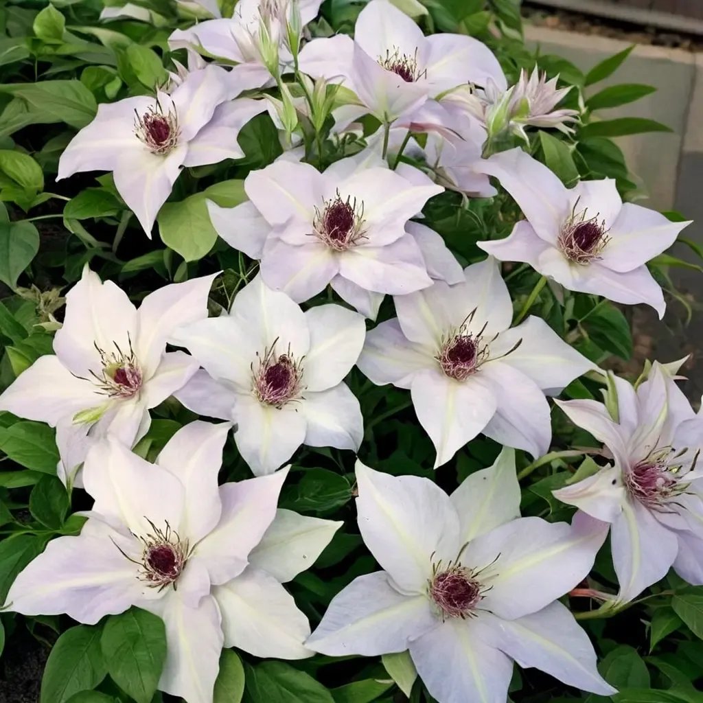 Clematis florida 'Ibi'