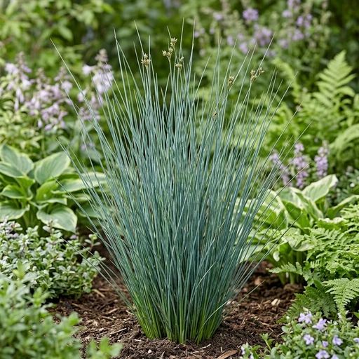 Juncus tenuis 'Blue Dart'