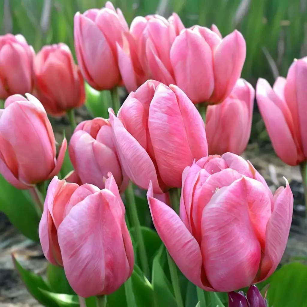 Tulipa tulipa 'Pink Impression'
