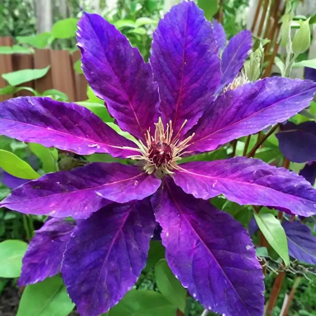 Clematis viticella 'Plum Gorgeous'