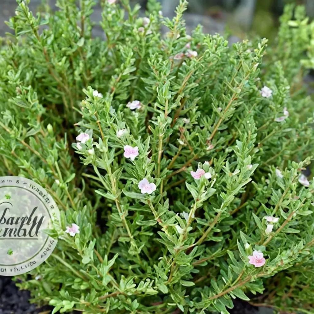 Thymus vulgaris 'Culinary Thyme'