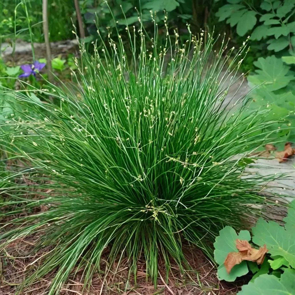 Carex appalachica