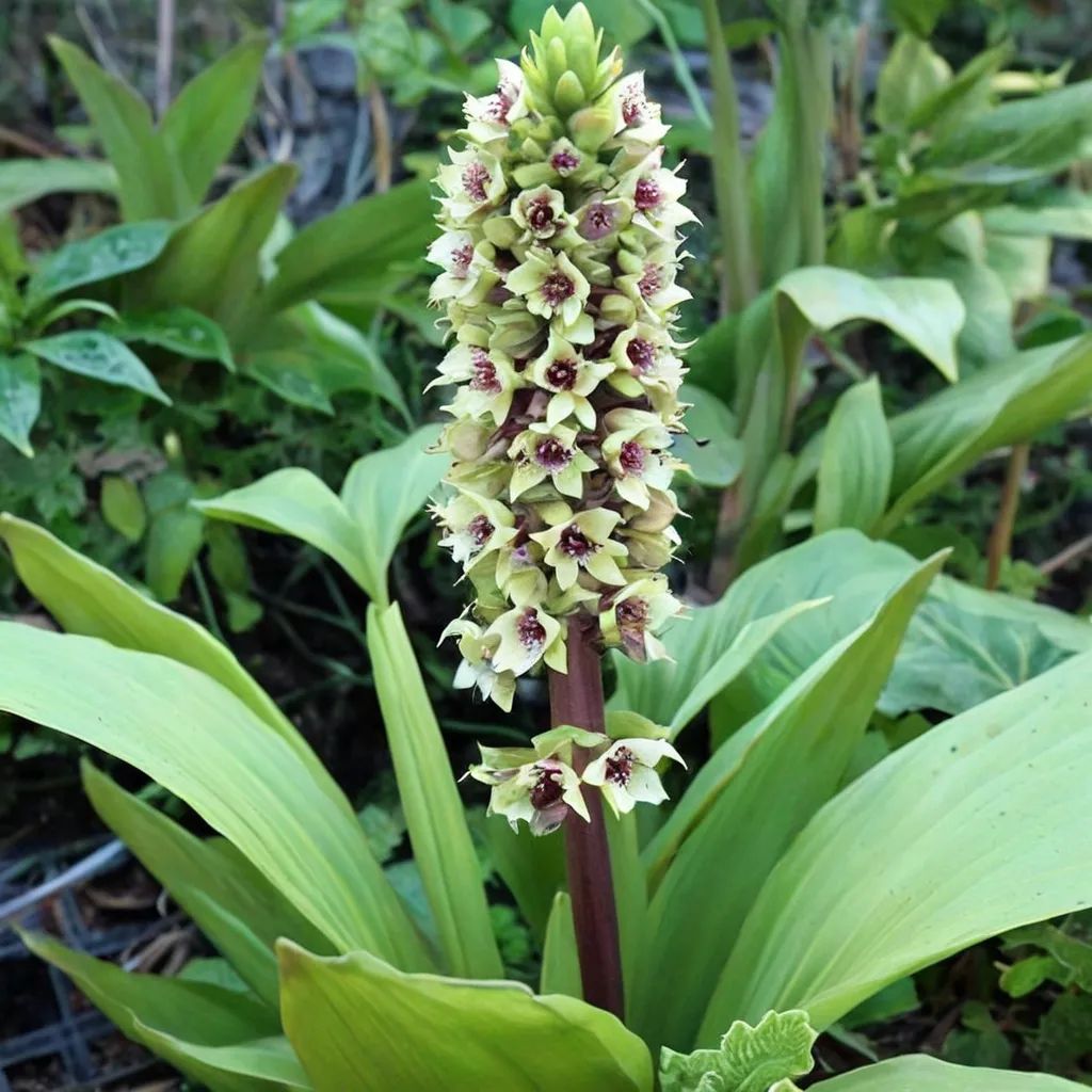 Eucomis montana