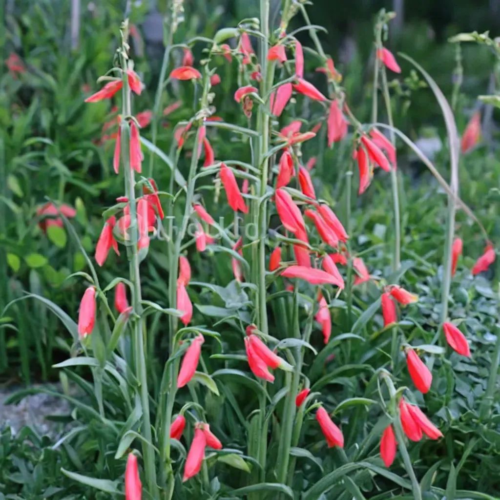 Penstemon barbatus 'Coccineus'