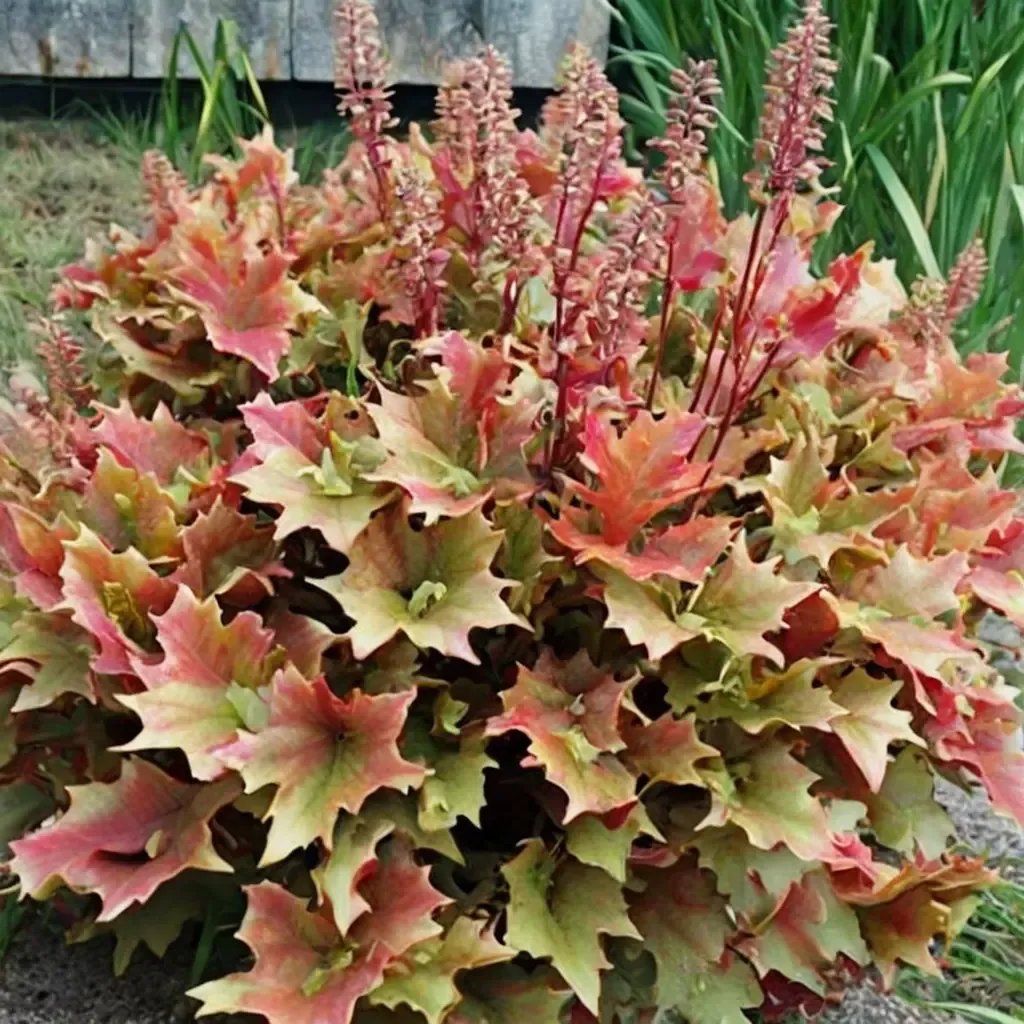 Heuchera sanguinea 'Marmalade'