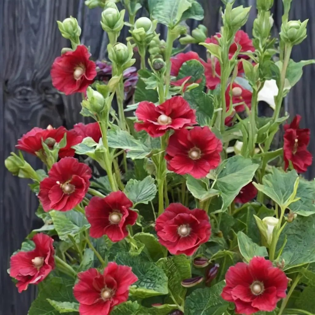 Alcea rosea 'Mars Magic'