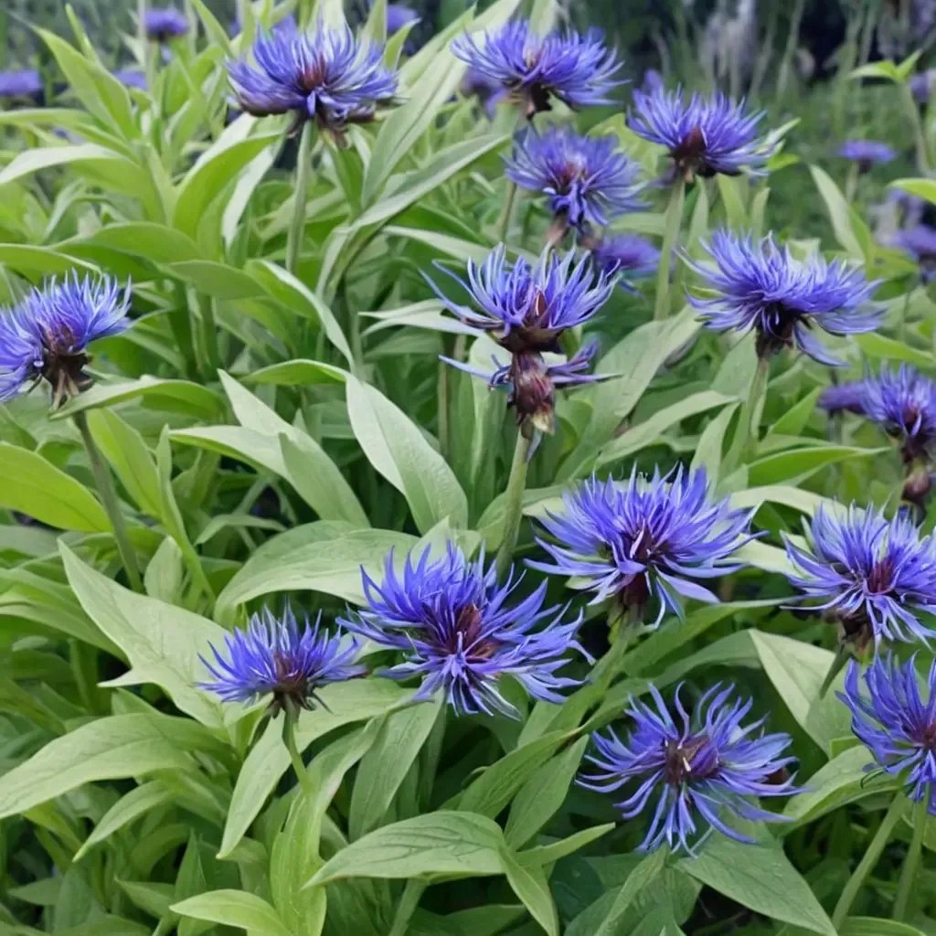 Centaurea cyanus 'Montana Blue'