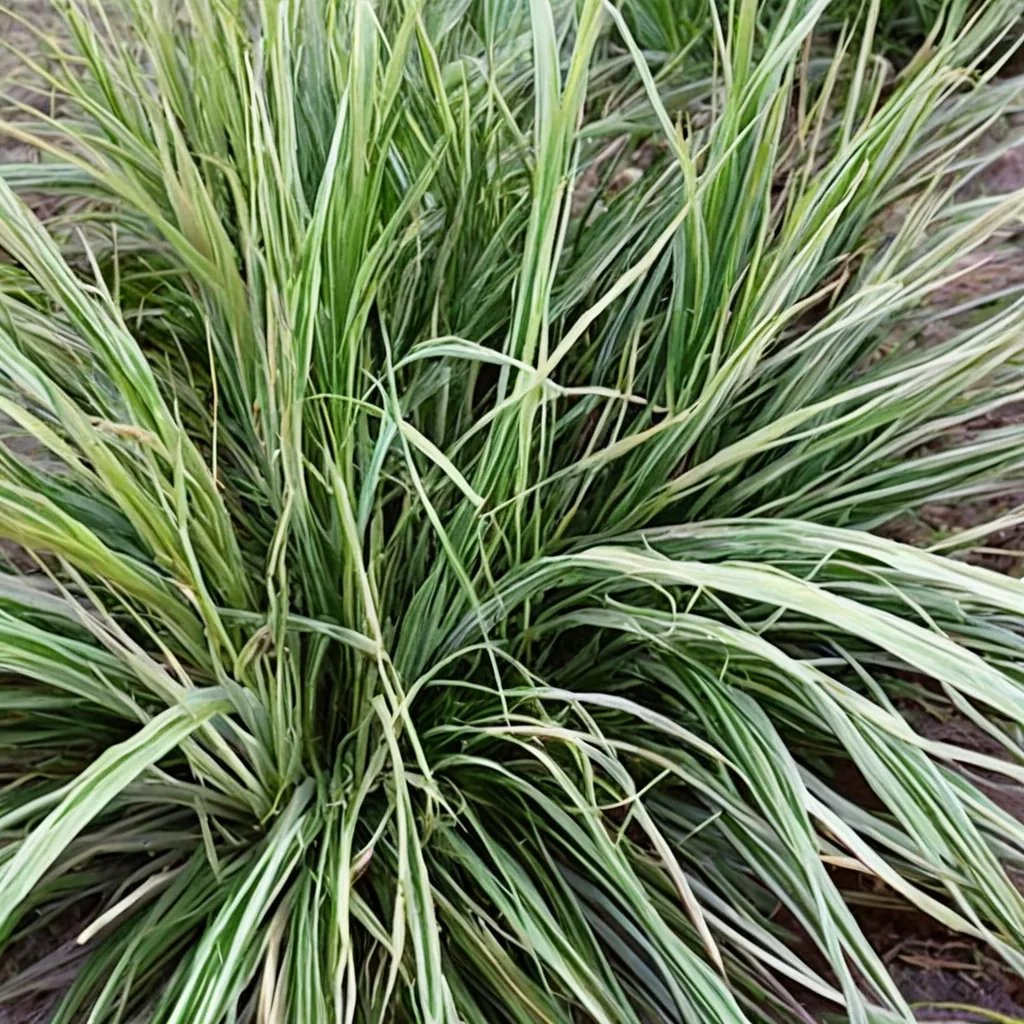 Carex nigra 'Variegata'