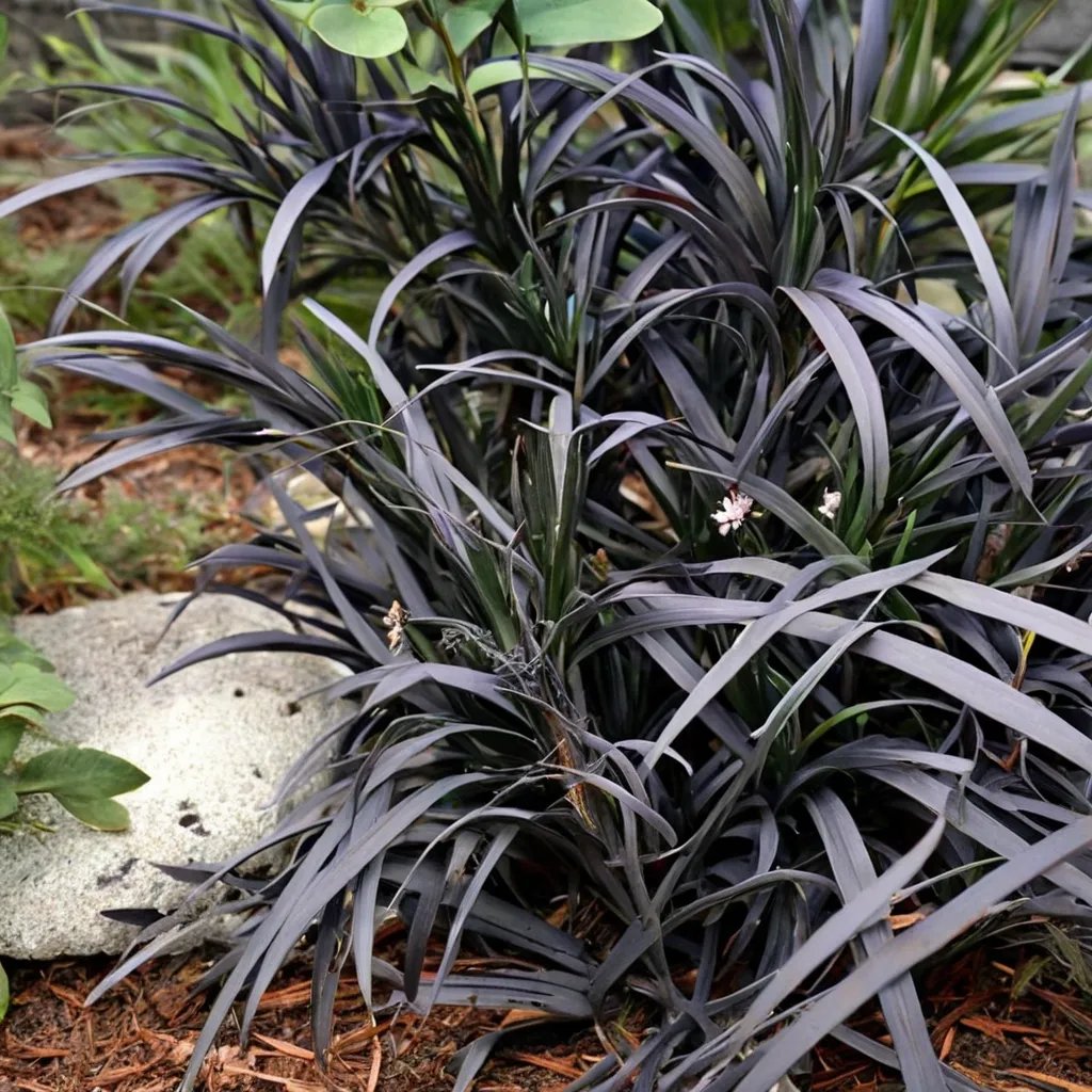 Ophiopogon nigrescens