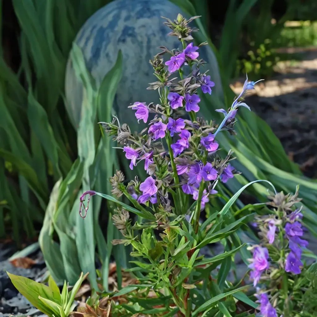 Trichostema lanatum x purpusii 'Midnight Magic'