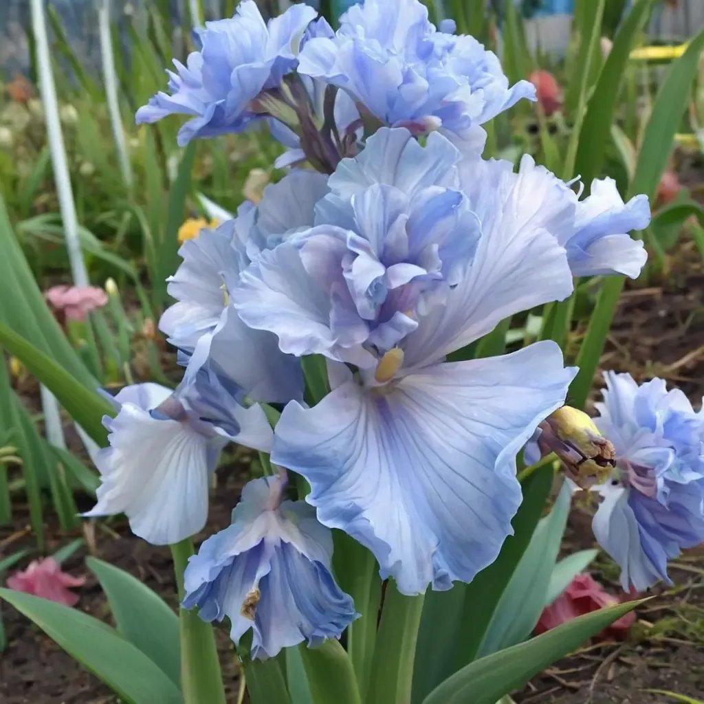 Iris x germanica 'Above The Clouds'