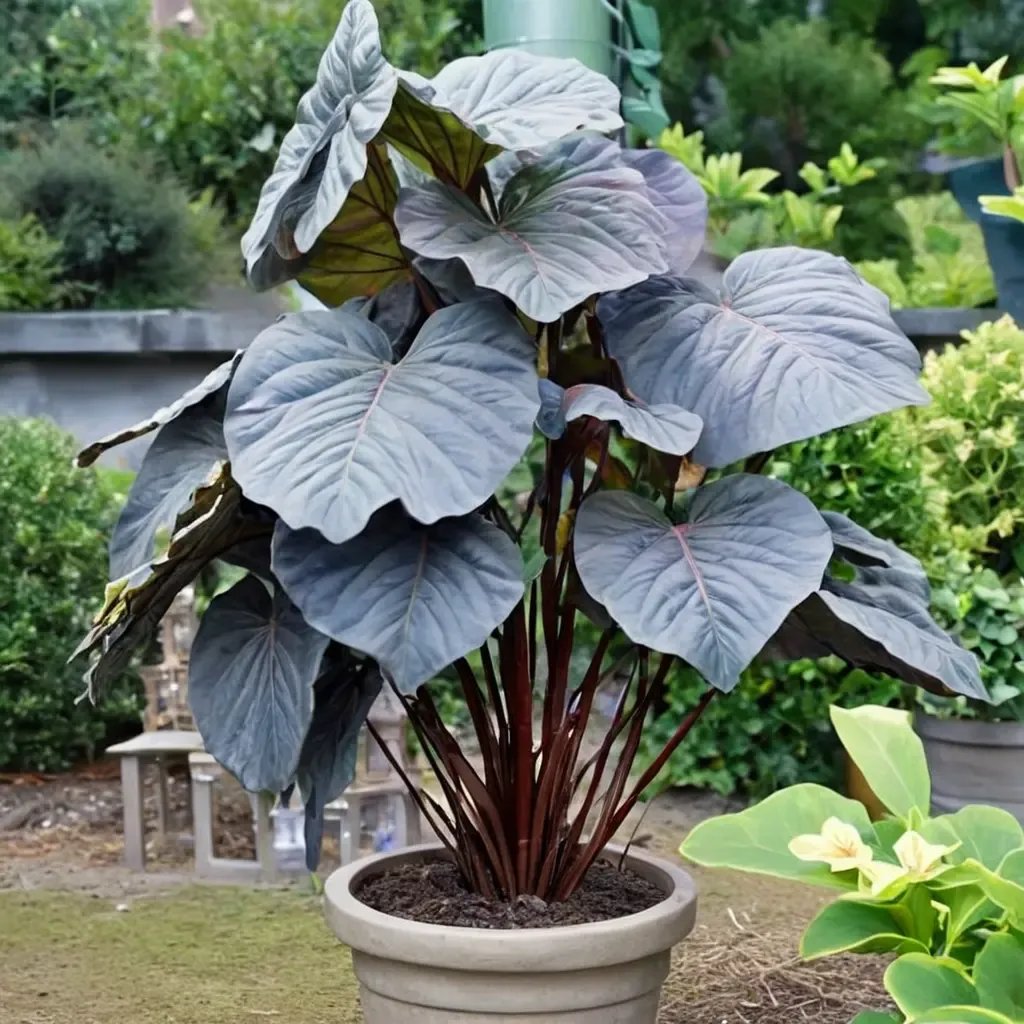 Colocasia esculenta 'Diamond Head'