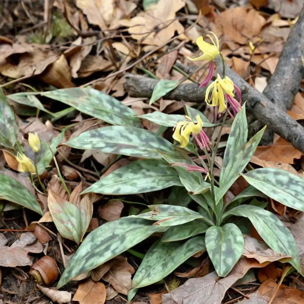 Trout Lily