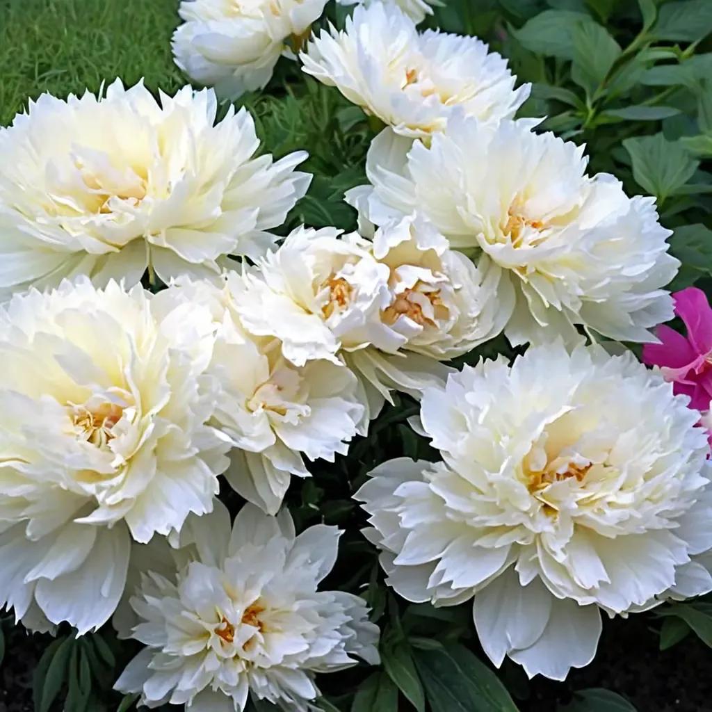 Bowl of Cream Peony