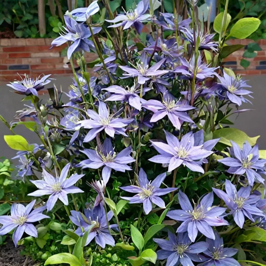 Clematis viticella 'Arabella'