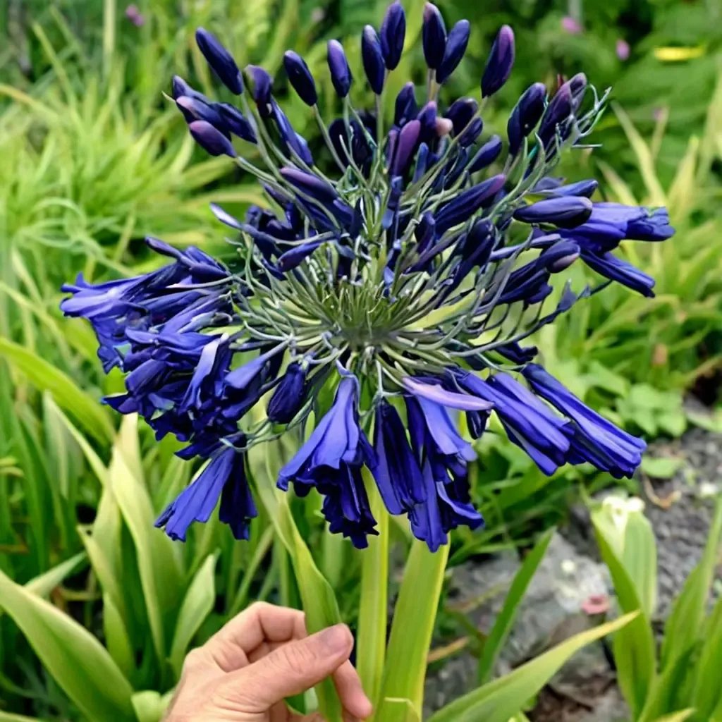 Agapanthus praecox 'Elaine'