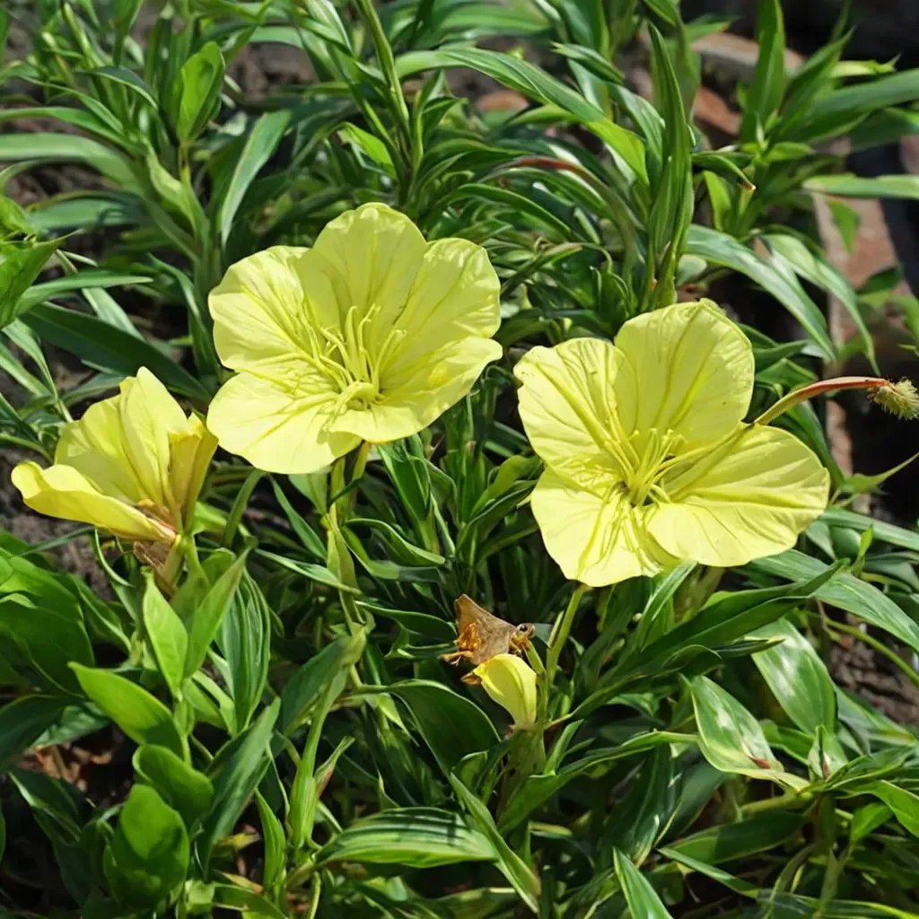 Oenothera missouriensis 'Ozark Sundrop'