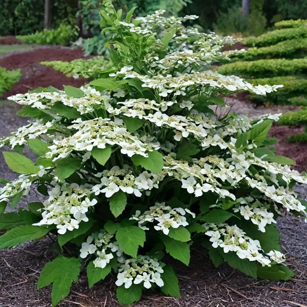 Viburnum plicatum 'Shasta'