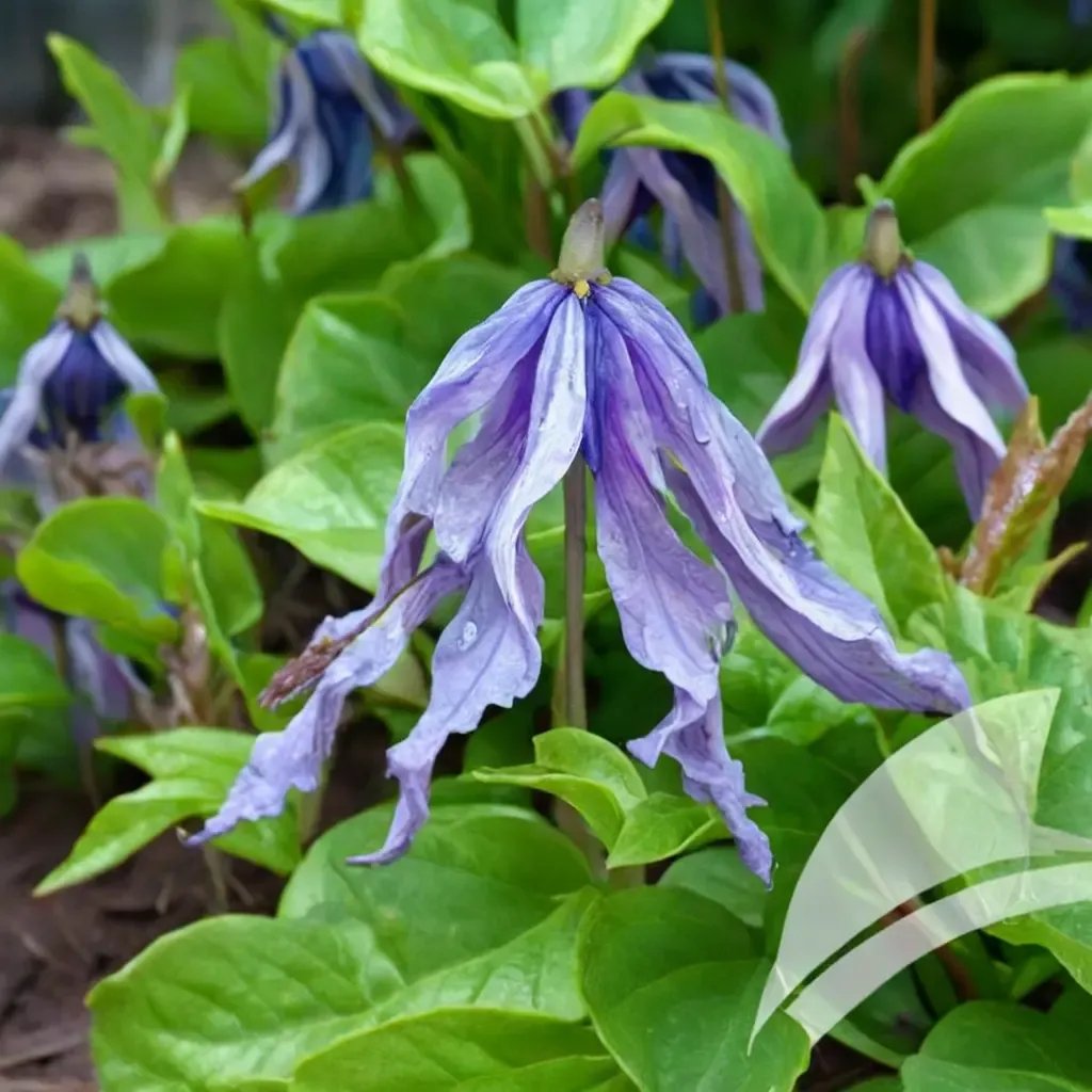 Clematis viticella 'Little Artist'