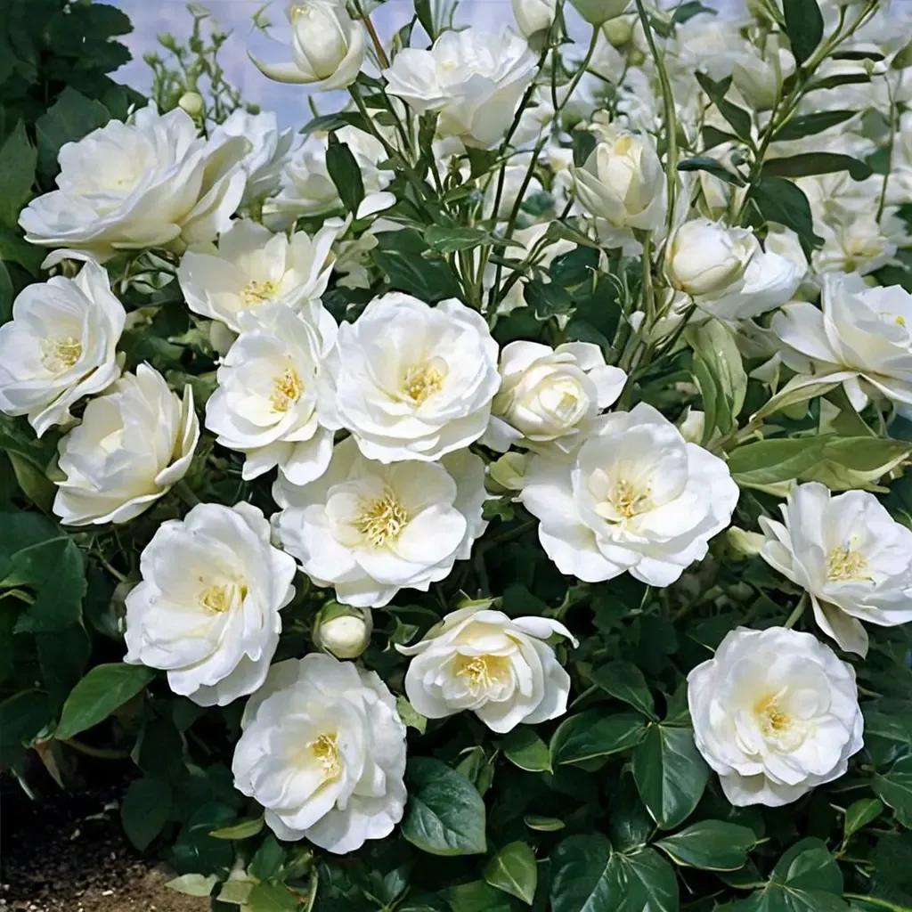 Iceberg Rose