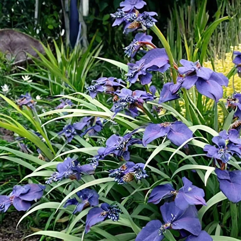 Neomarica caerulea