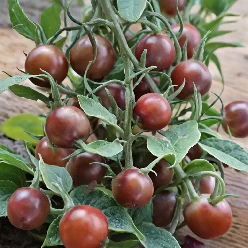 Solanum lycopersicum 'Chocolate Cherry'