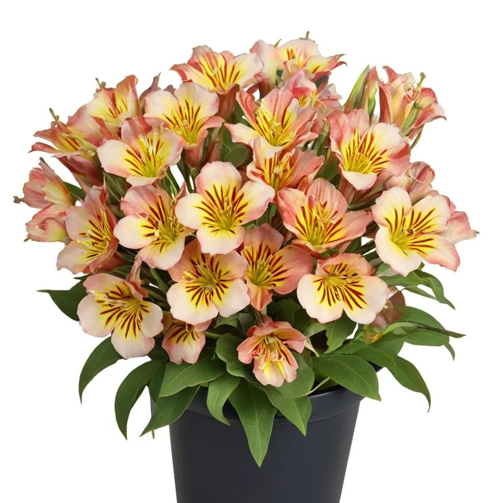 Alstroemeria x hybrida 'Paola'