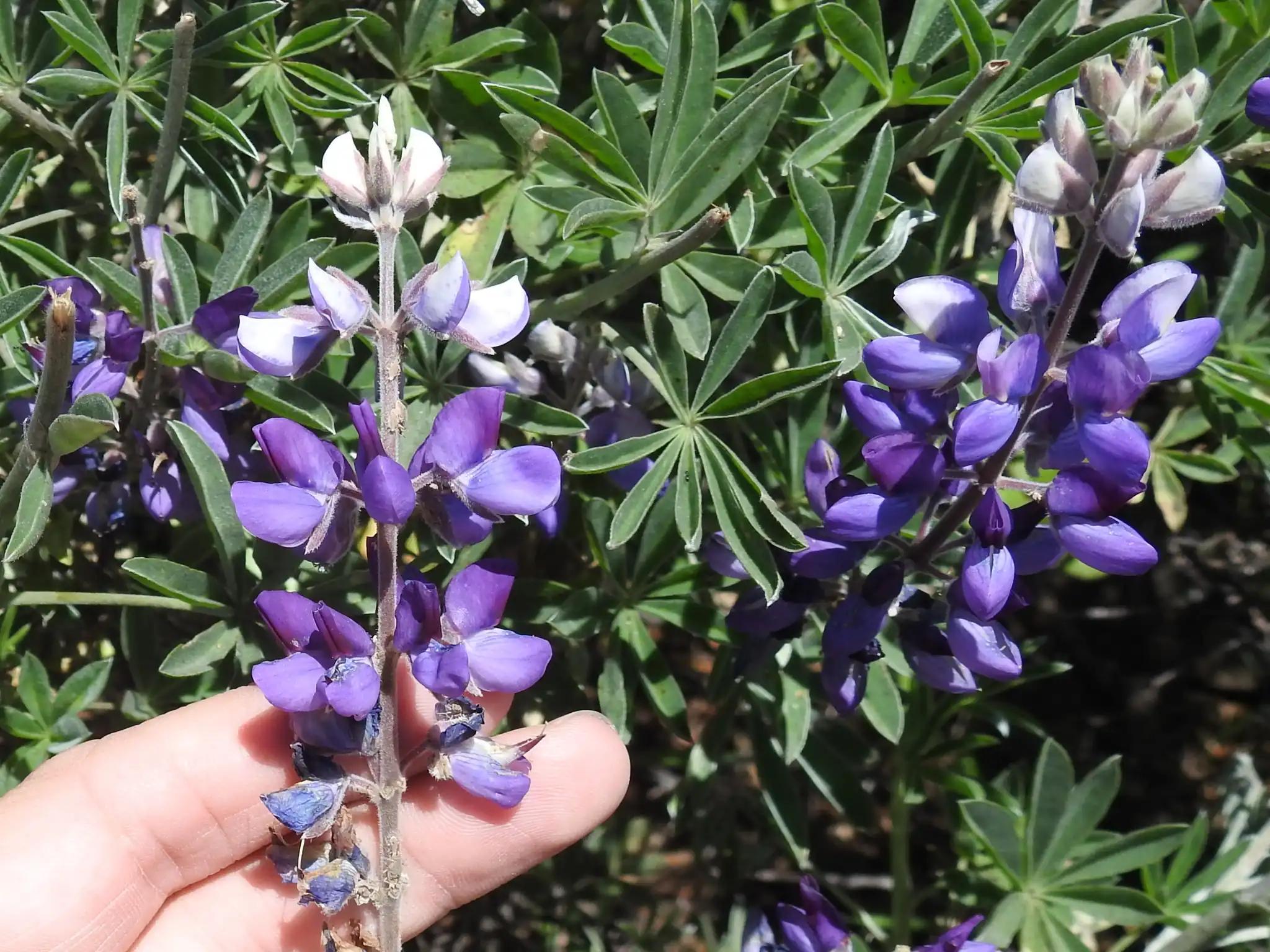 Silver bush lupine