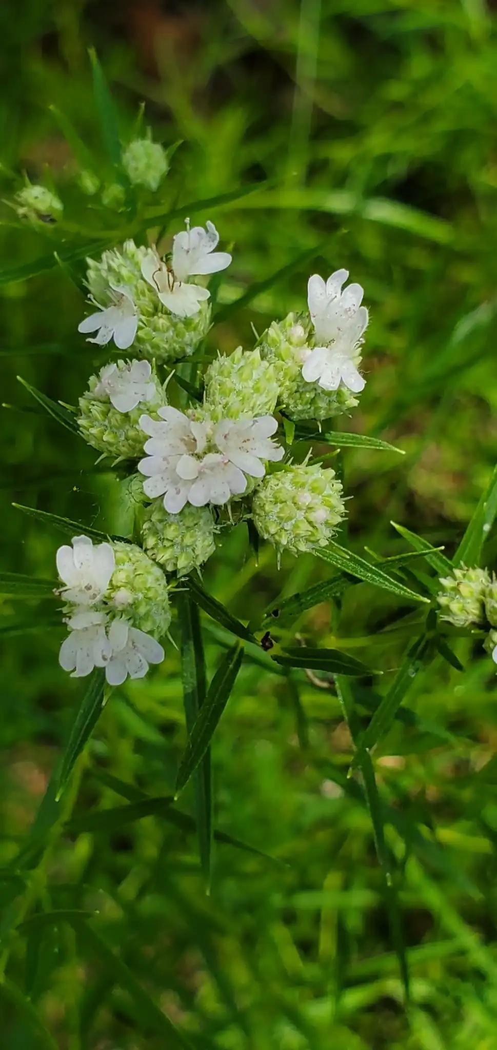 Narrowleaf mountain mint