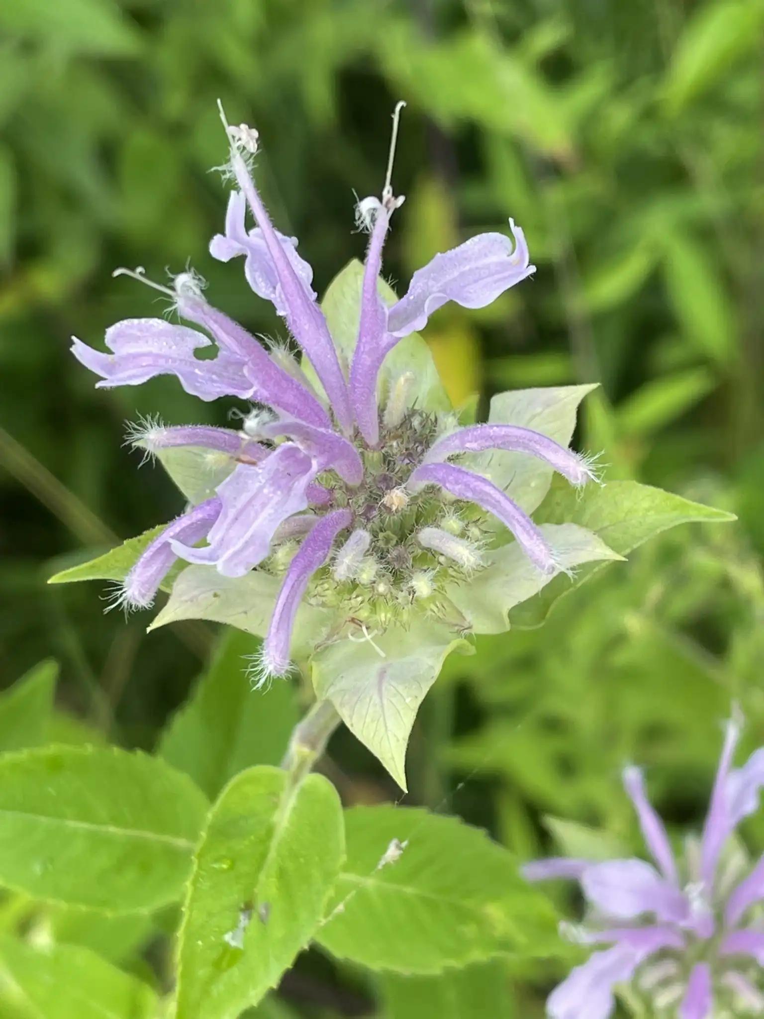 Wild bergamot