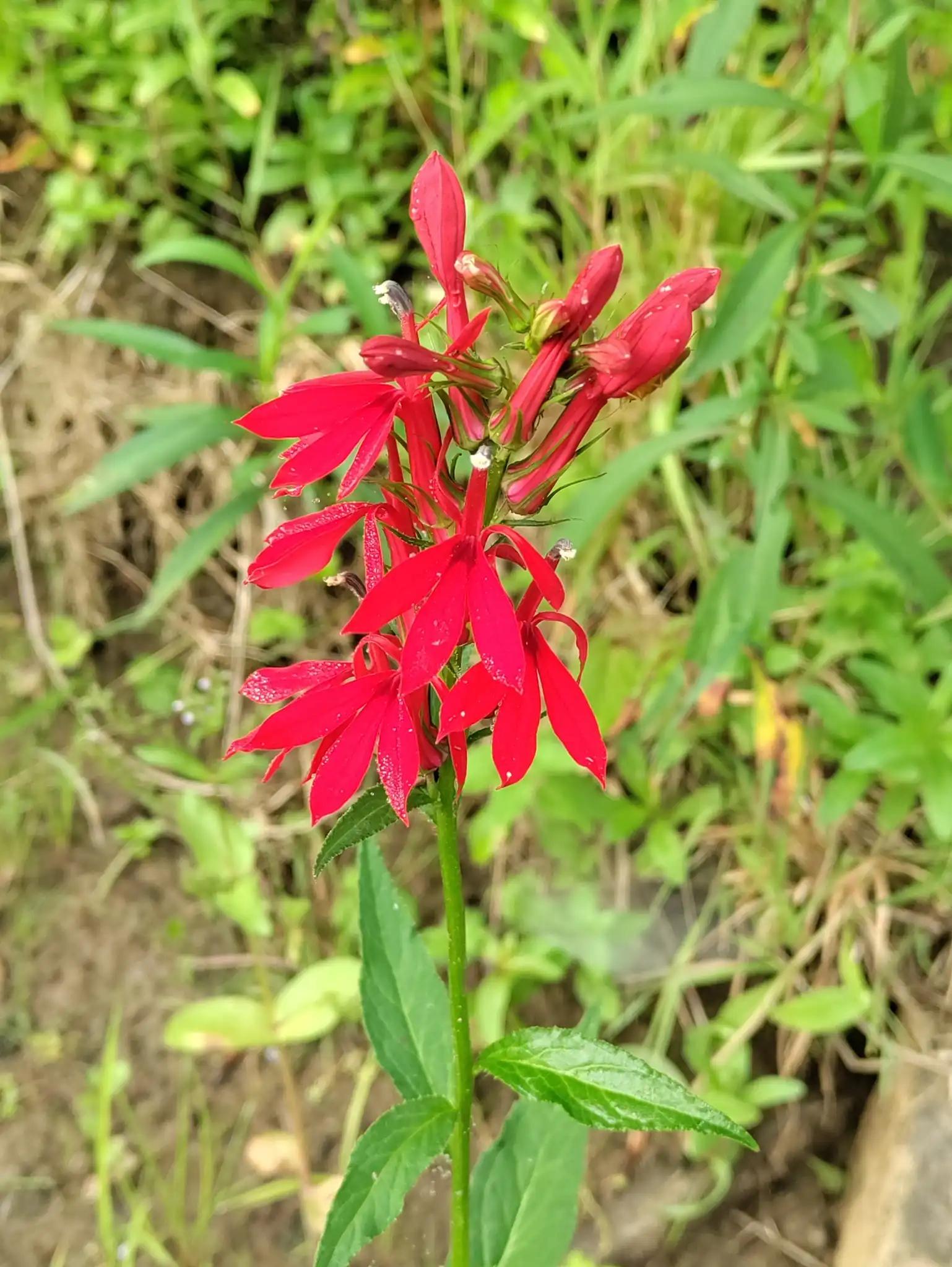 Cardinal flower