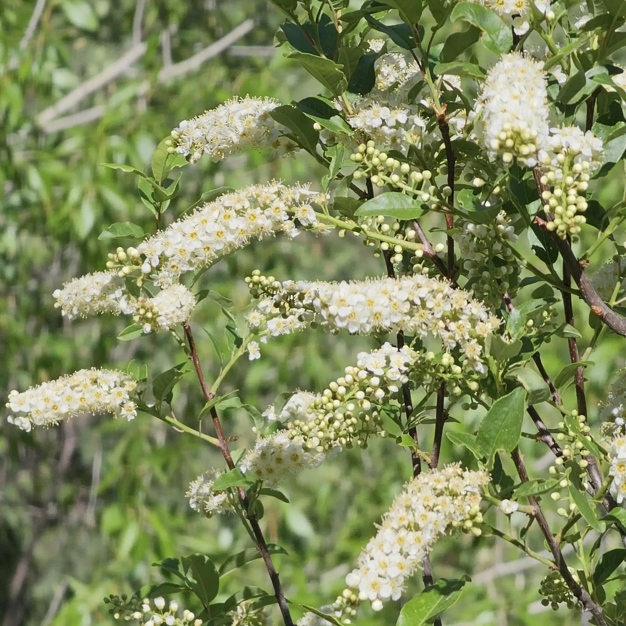 Chokecherry