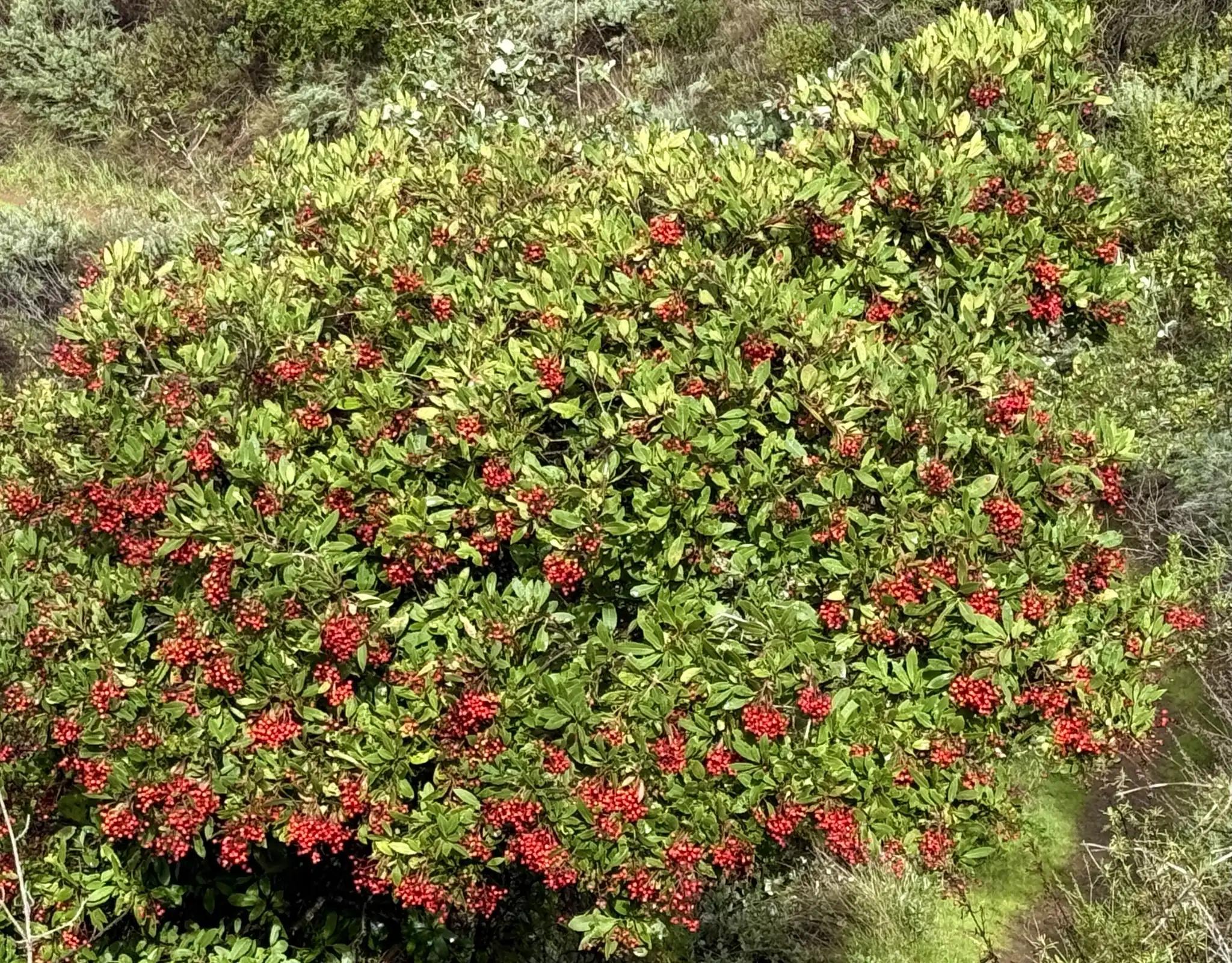 Toyon